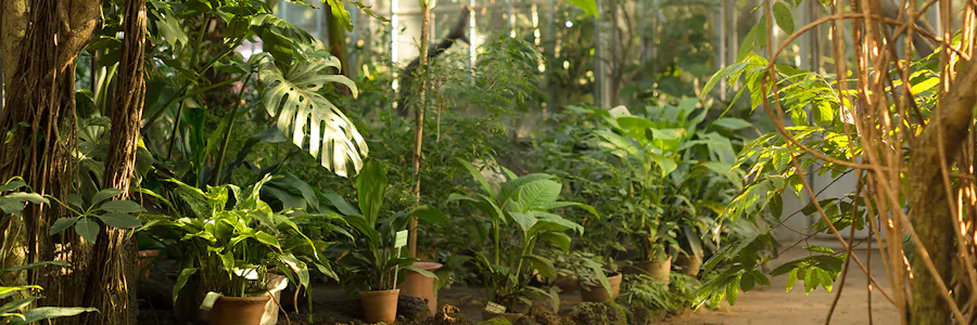 Baton Rouge Plant Installations Billy Heroman�s Florist