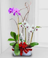 Quad Orchid Holiday Blooming Plant