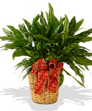 Holiday Chinese Evergreen
