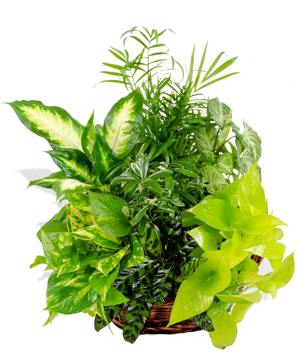 Mixed exotic green plant baskets delivered baton rouge LA