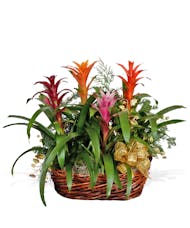 4 Holiday Bromeliads in Large Container
