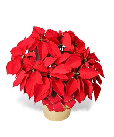 Homegrown 10 Inch Full Poinsettia Plant Delivered In Baton Rouge La Note All Items May Vary Based On Availability