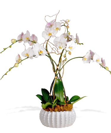 Triple Orchid Plant - Premium Pots