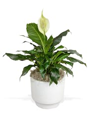 Spathiphyllum Plant - Glendale Pot