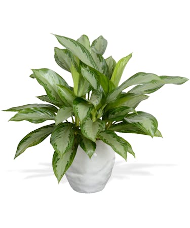 Chinese Evergreen - Kasper Vase