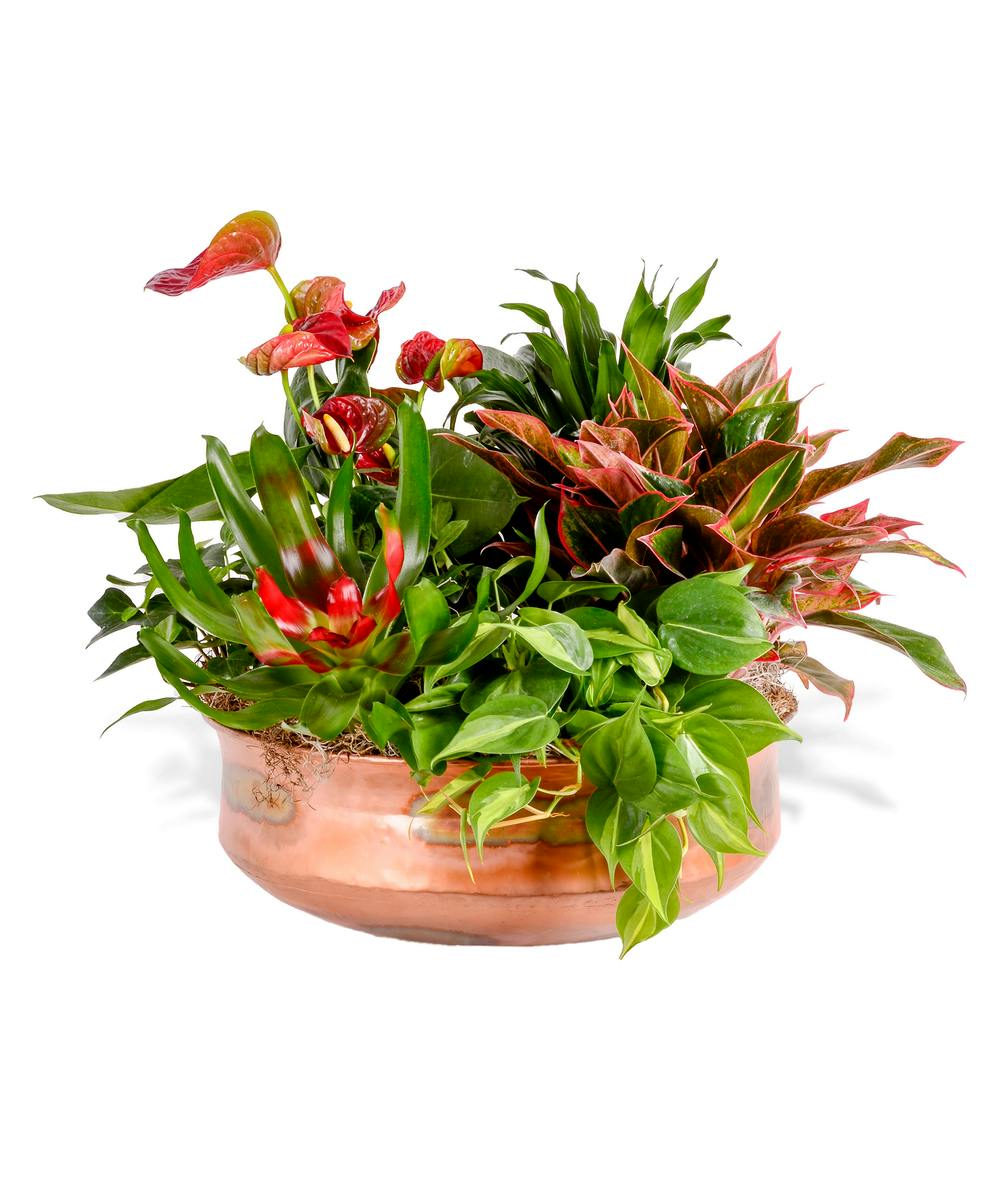 Green & Blooming Plants in European Garden Basket Delivery Baton