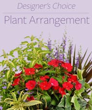 Designer's Choice Plant Arrangement