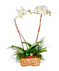 Double Orchid Festive Blooming Plant