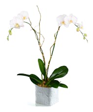 Double Orchid Plant - Premium Pots