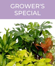 Grower's Special