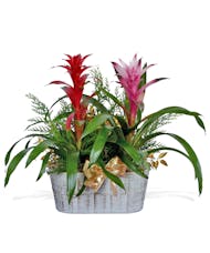 Holiday Double Bromeliad Plant