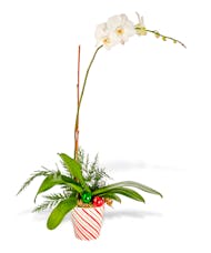 Single Orchid Festive Blooming Plant