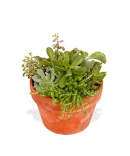Succulent Party Pot
