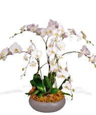 Quad Phalaenopsis Orchid Plants
