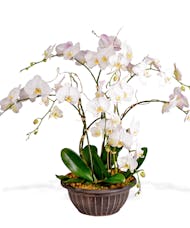 Quad Phalaenopsis Orchid Plants