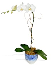Single Orchid Plant - Premium Pots