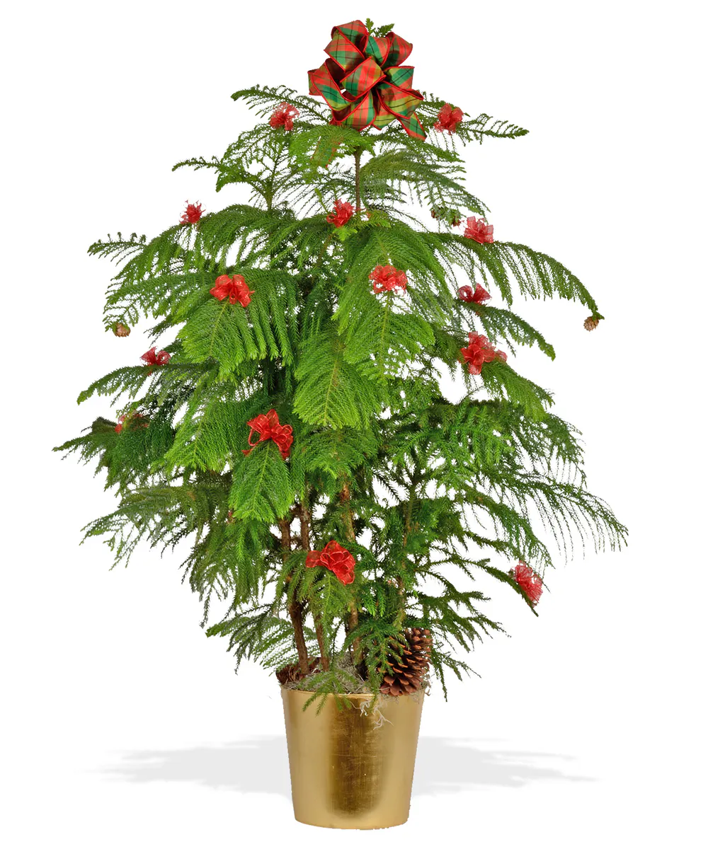 Norfolk Pine 10 inch pot Christmas Green Plant delivered