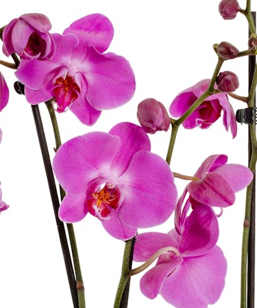 Three Month Orchid Delivery In The Baton Rouge Louisiana Area