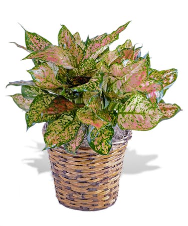 Red Aglaonema House Plant Delivered In Baton Rouge La Billy Heroman S About Delivery Timing