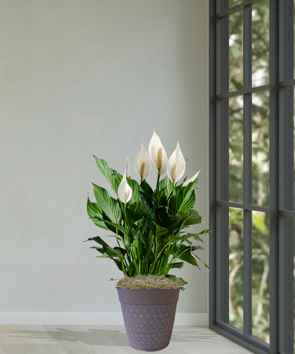Spathiphyllum Peace Lily - Thumbnail 2