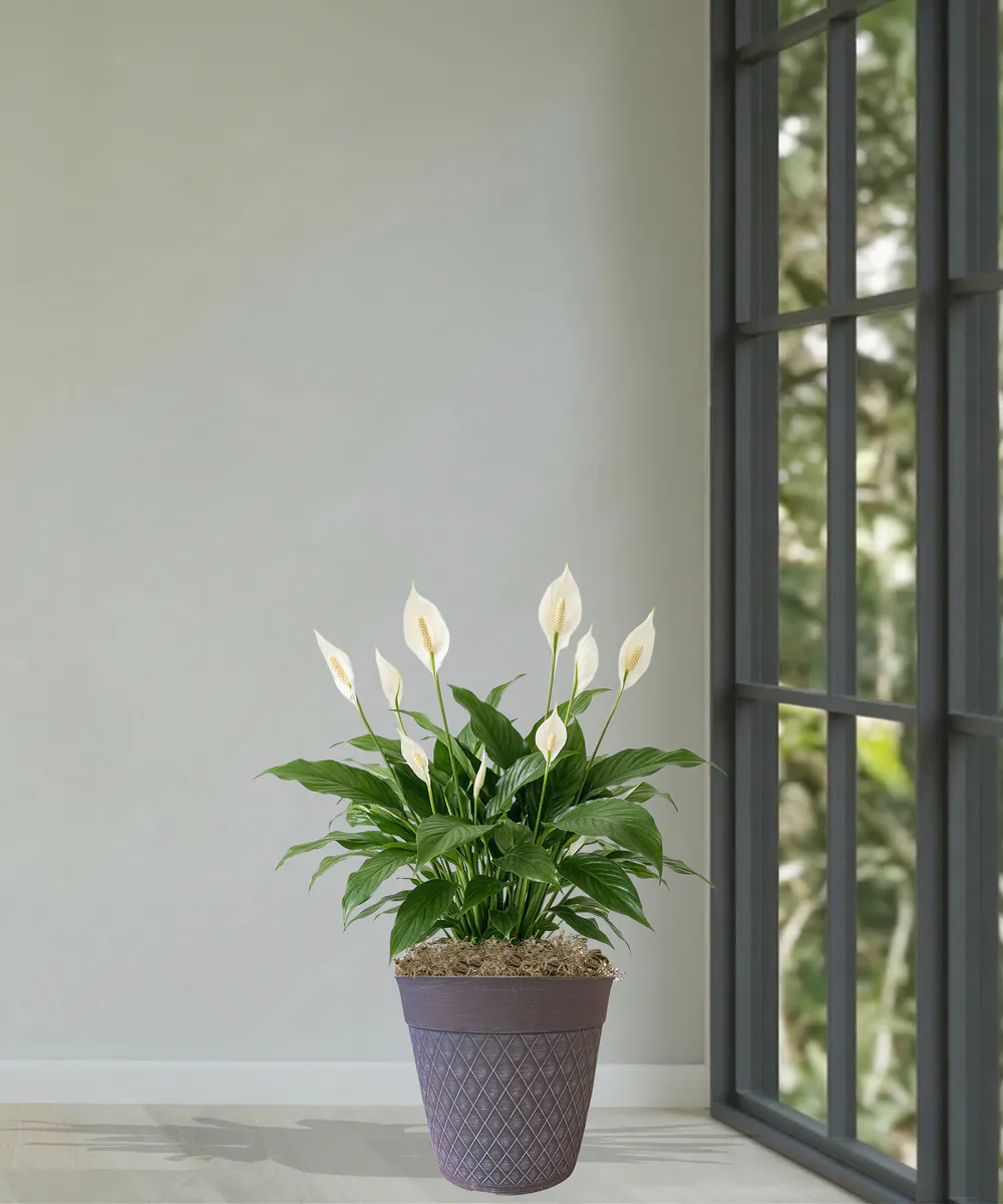 Spathiphyllum Peace Lily - Thumbnail 3
