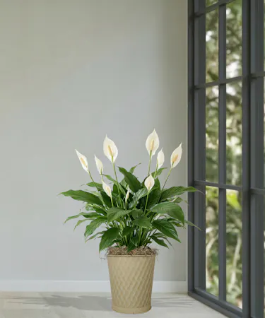 Spathiphyllum Peace Lily