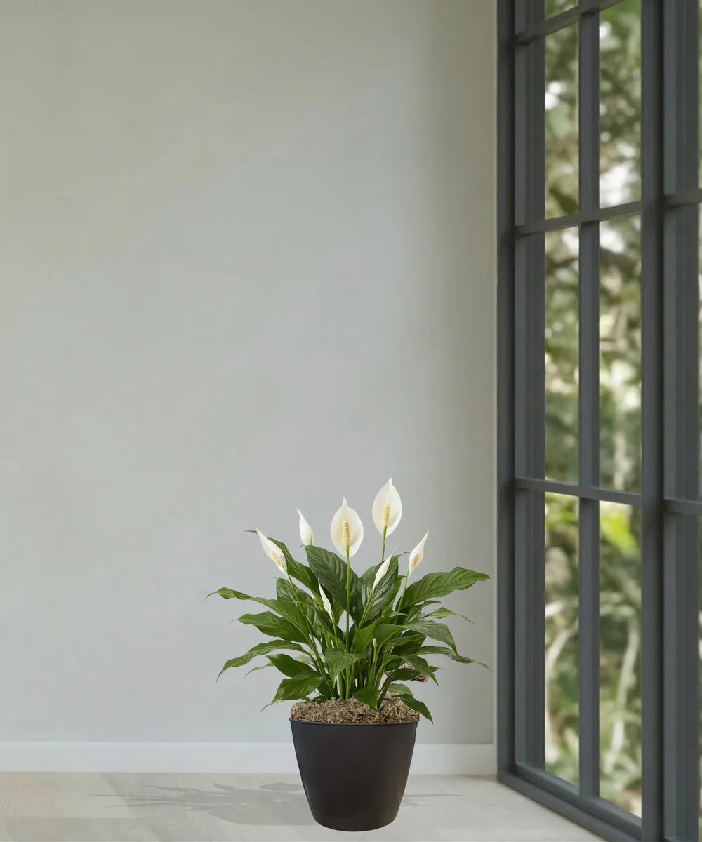 Spathiphyllum Peace Lily - Thumbnail 4