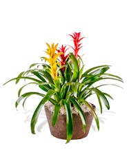 Triple Bromeliad Plant