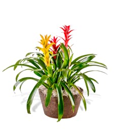 Triple Bromeliad Plant