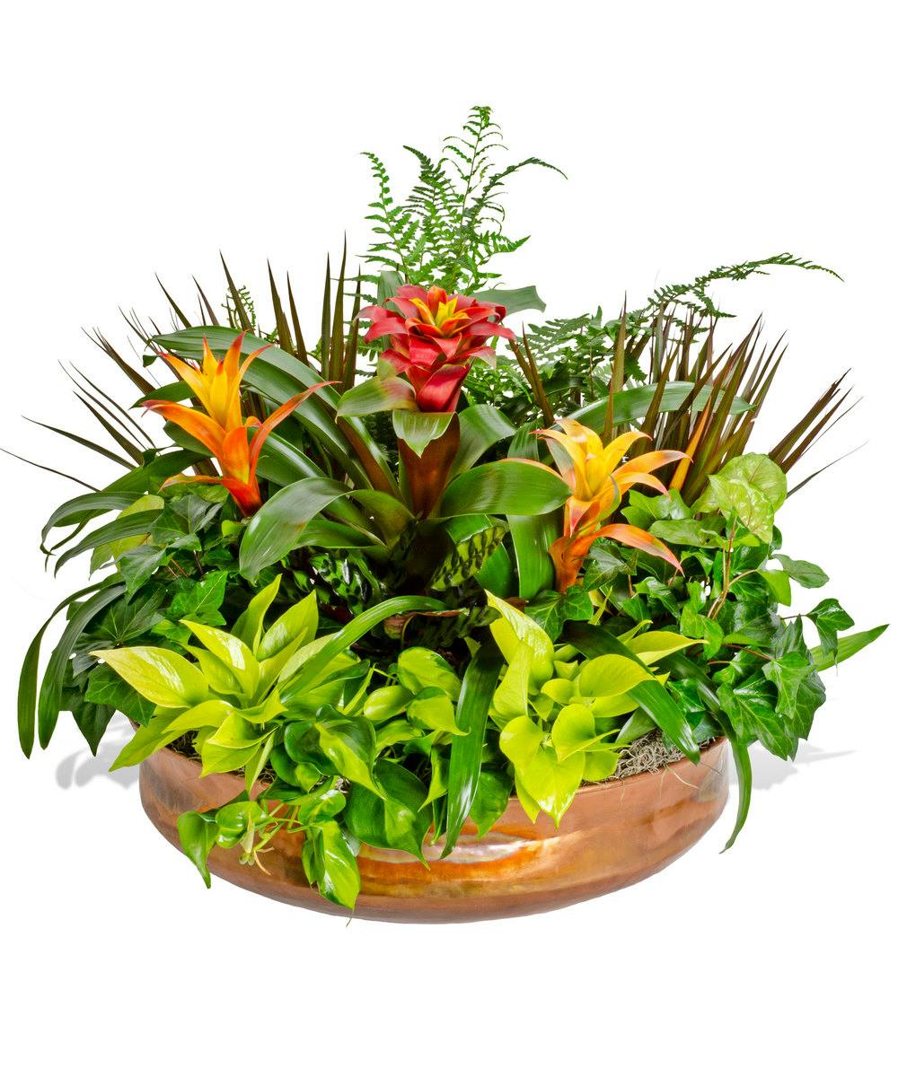 Green & Blooming Plants in European Garden Basket Delivery Baton