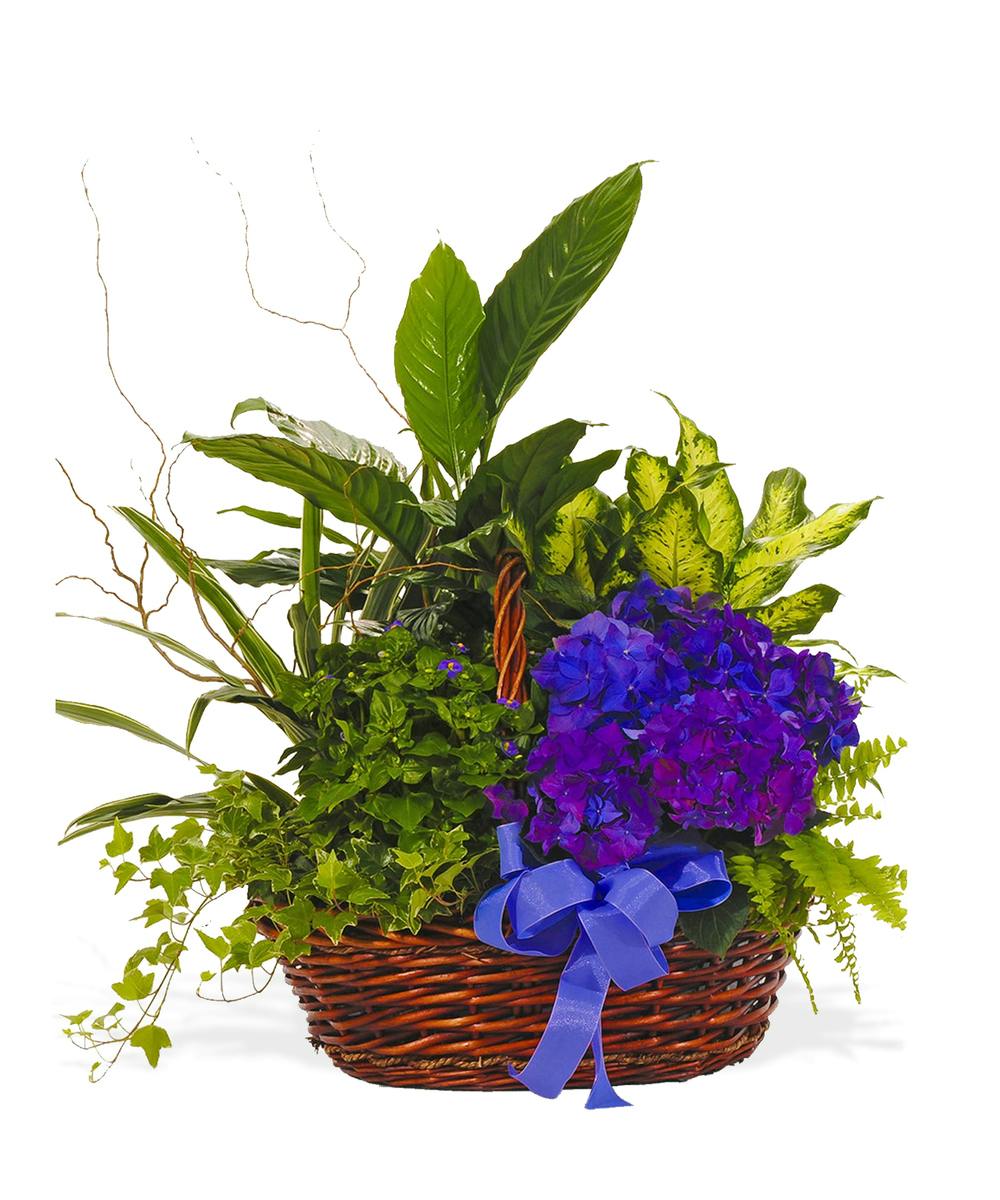 Bold Spring European Garden Basket Sympathy arrangement delivered in