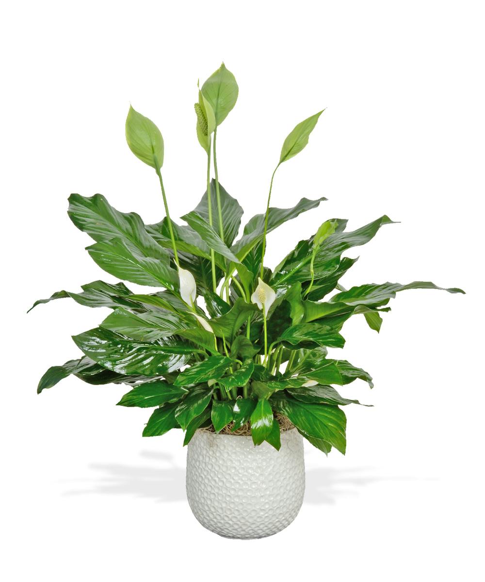 Spathiphyllum Plant Delivery Baton Rouge (LA) Billy Heromans