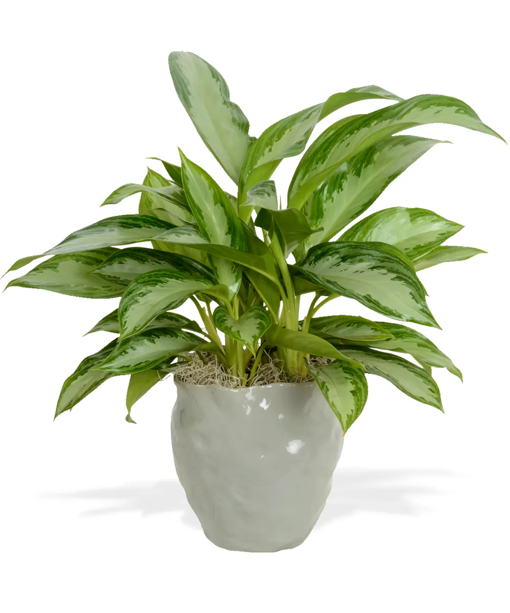 Six Inch Chinese Evergreen Plant in Decorative Container