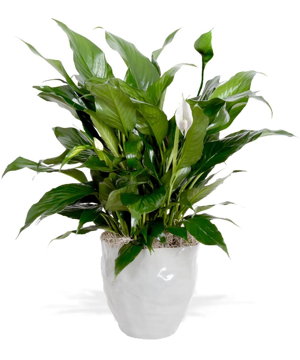 Six Inch Spathiphyllum Plant in Decorative Container