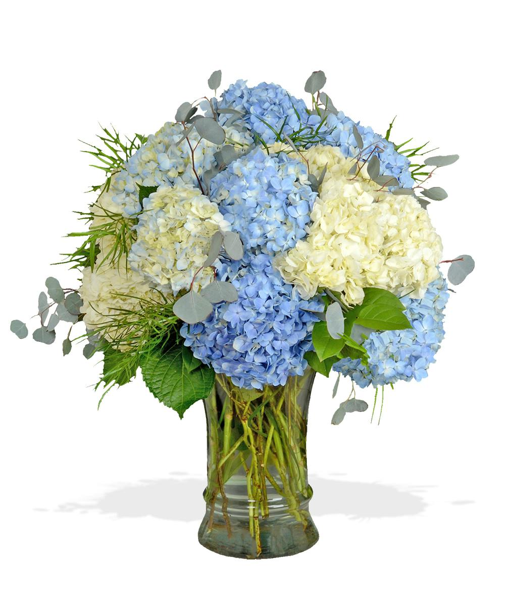 Image of Hydrangea florist arrangement of hydrangeas