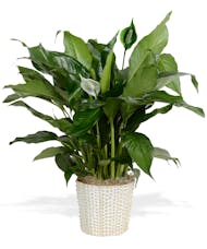 Green House Plants Baton Rouge, LA - Same-day Delivery by Billy Heroman's