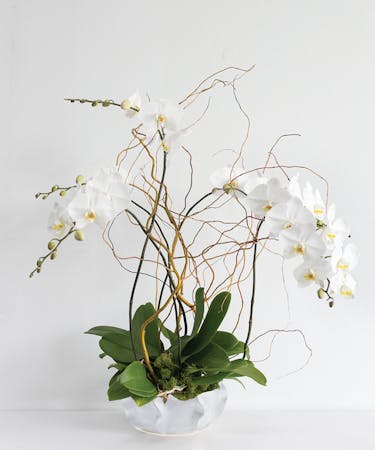 Triple Orchid Holiday Blooming Plant