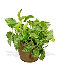 Pothos Ivy Plant