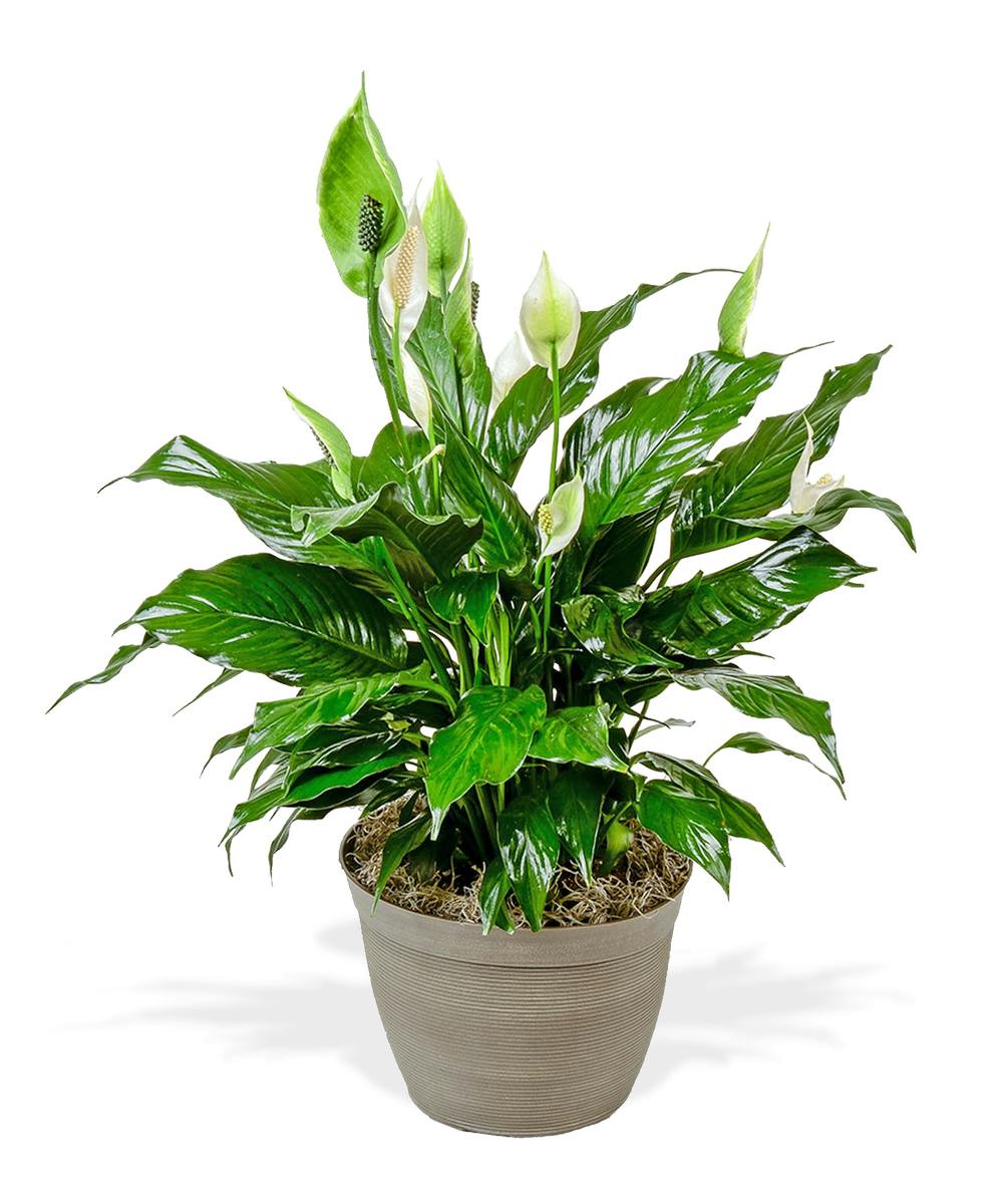 Spathiphyllum Plant Delivery Baton Rouge (LA) Billy Heromans