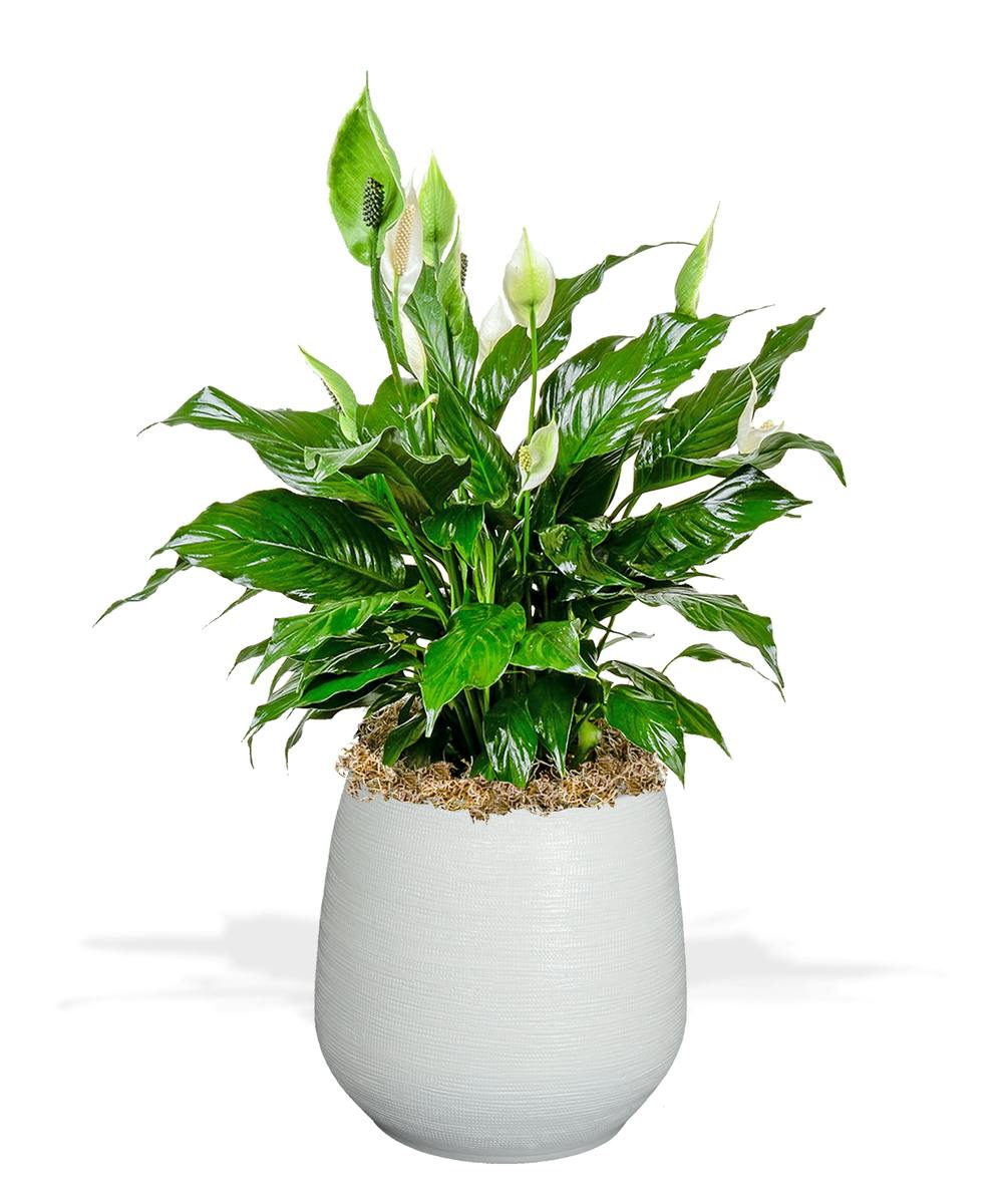 Spathiphyllum Plant Delivery Baton Rouge (LA) Billy Heromans