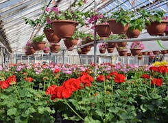 Outdoor flowers and plants on display in our spacious greenhouse