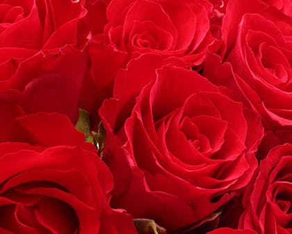 A closely-cropped view of deep red roses
